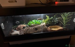 Gecko reptiles for sale: Leopard gecko with enclosure  - Advert 3