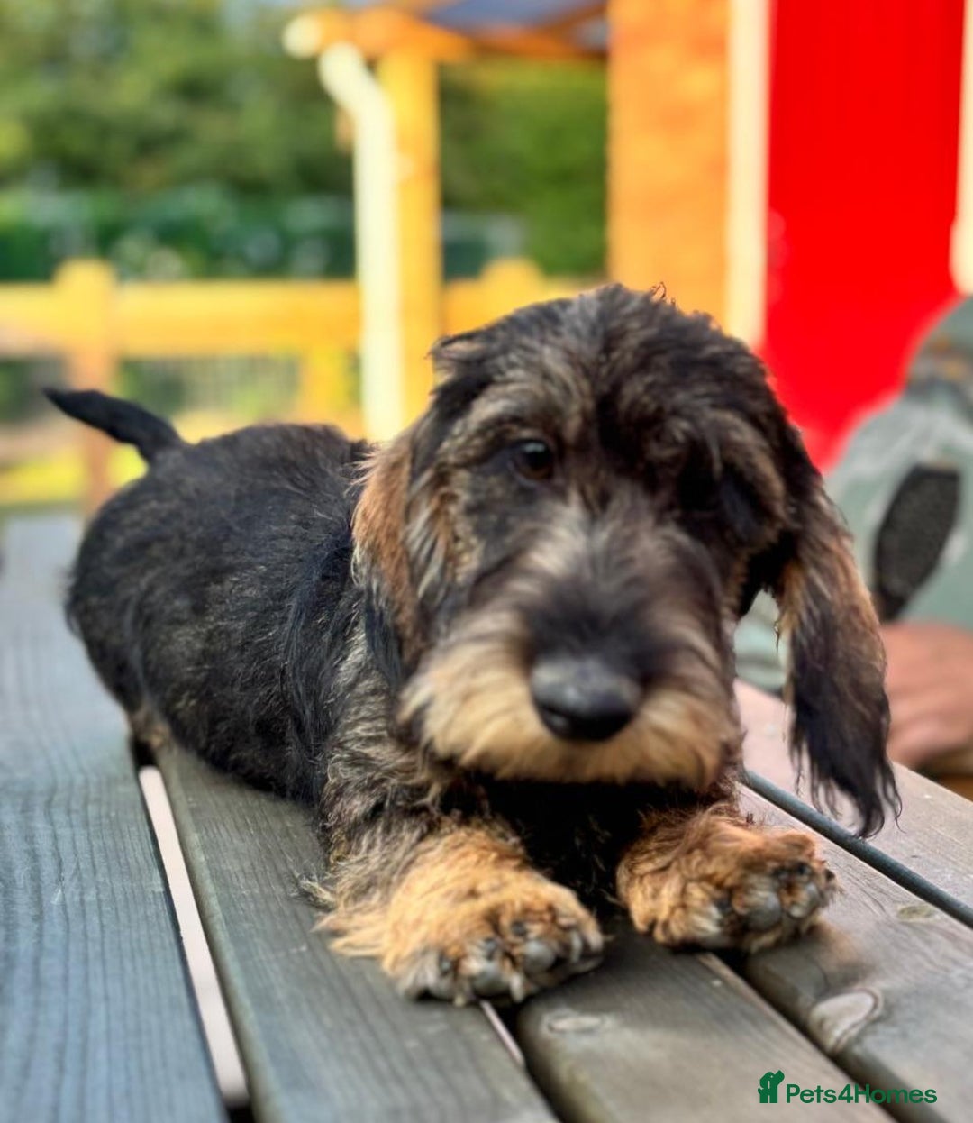 Miniature Dachshund dogs for sale: Cuddly KC Reg Mini-Wire Dachsund Boy - Image 5