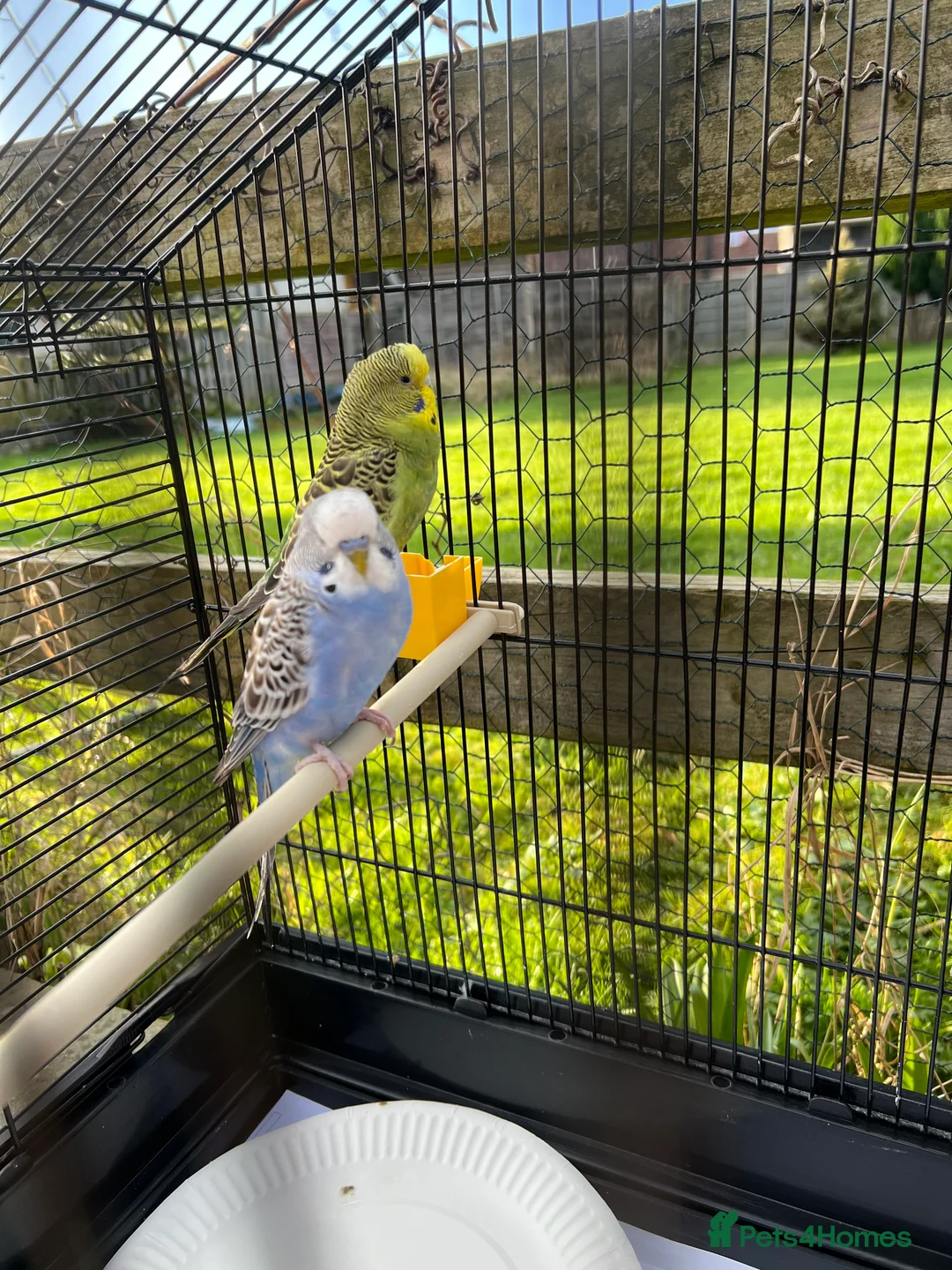 Budgerigars birds for sale: Pair of Young Budgies with Cage – 4 Months Old - Advert 2