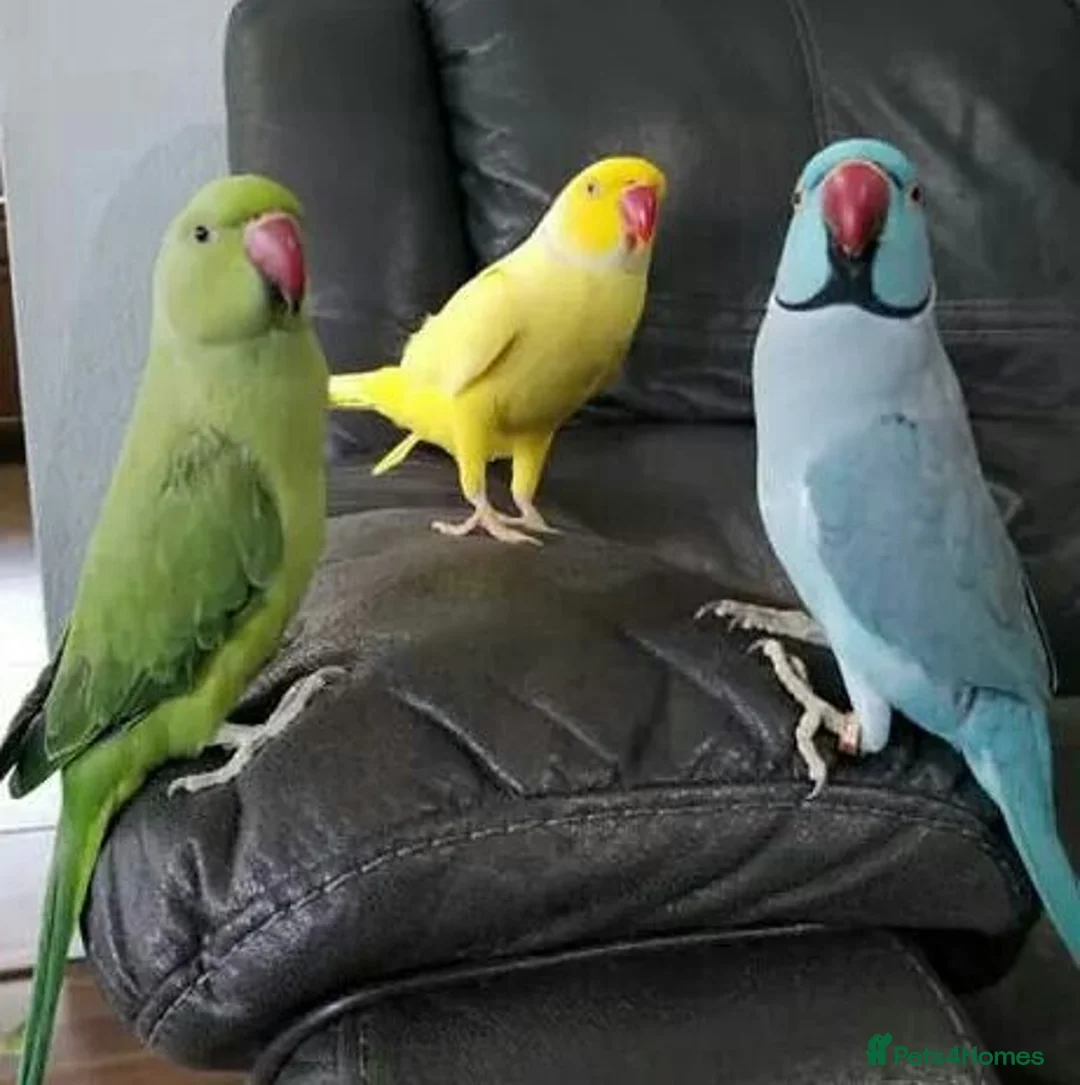 Ringnecks birds for sale: Ringneck Parrots Available!🦜🐦 - Advert 3