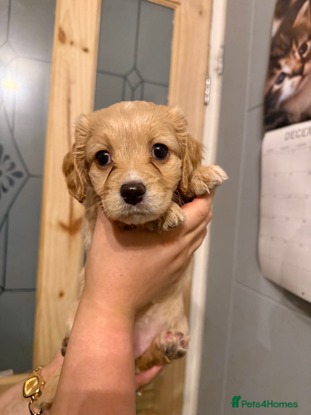 Mixed Breed dogs for sale: Dachshund/cavapoo - Advert 5