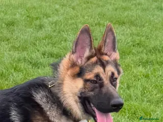 German Shepherd dogs Boy German - Advert 6