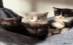 Russian Blue cats for sale: Russian Blue x BSH mixed breed Kittens  - Image 1