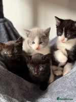 Russian Blue cats - Advert 1