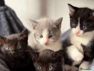 Russian Blue cats - Advert 1