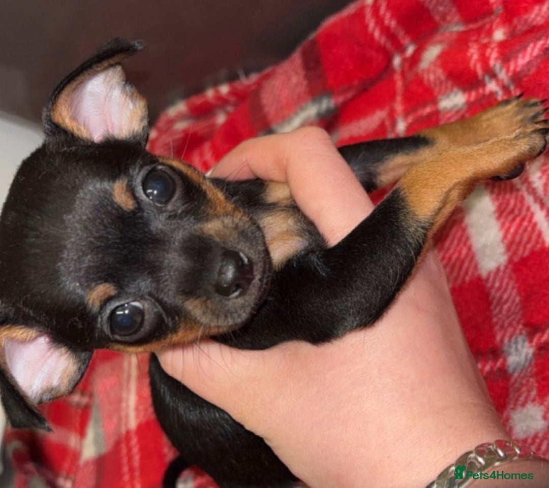 Chihuahua dogs for sale: 2 dark choc and tan male chihuahuas available  - Advert 3