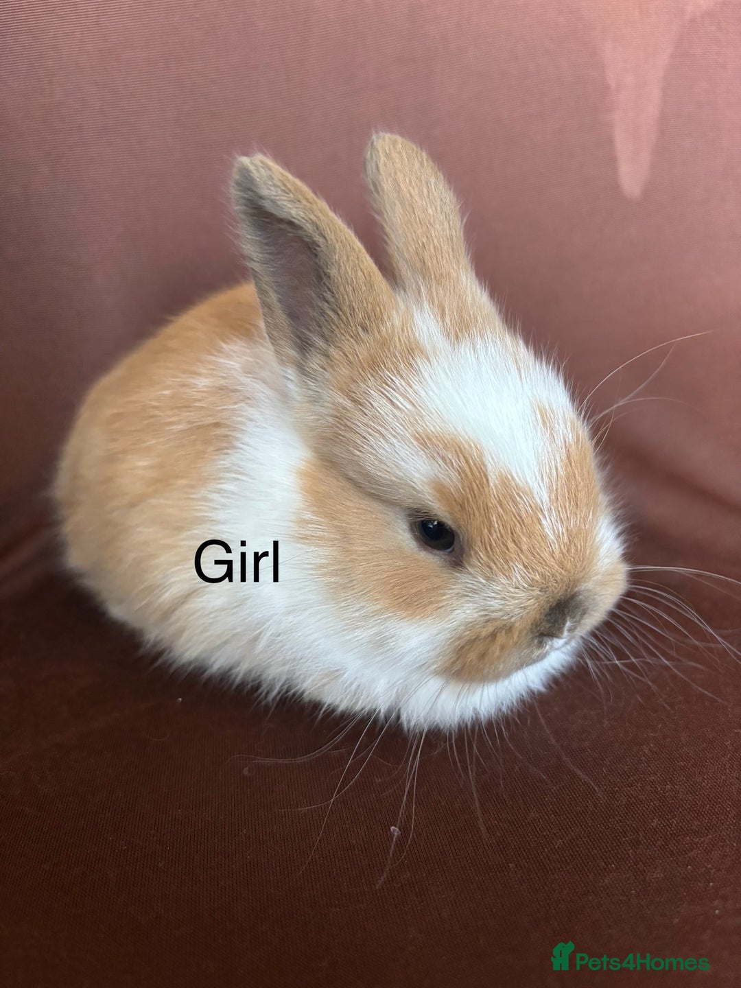 Mixed Breed rabbits for sale: Baby buns for sale - Advert 3