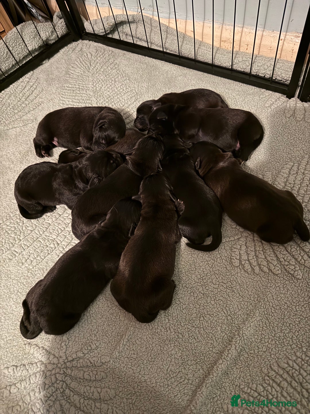 Mixed Breed dogs for sale: Mastador pups - Image 2
