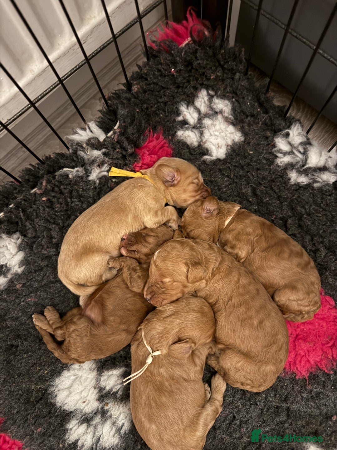 Australian Labradoodle dogs for sale: Beautiful Labradoodle puppies  - Advert 2