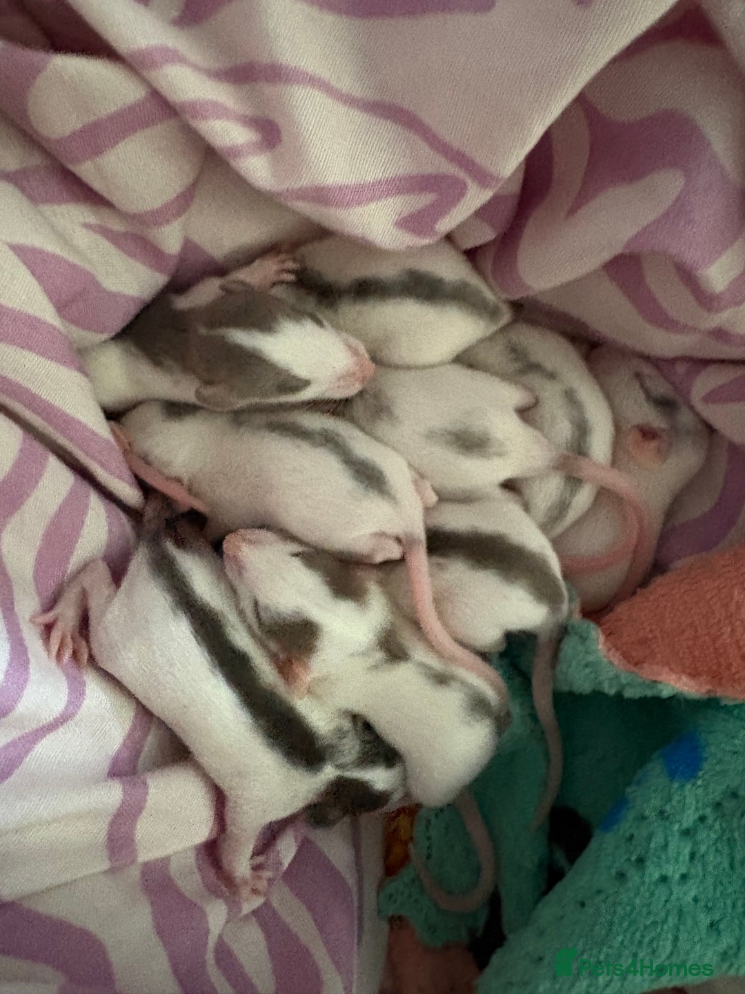 Rat rodents for sale: Babies rats (waiting list) in Honiton - Image 12