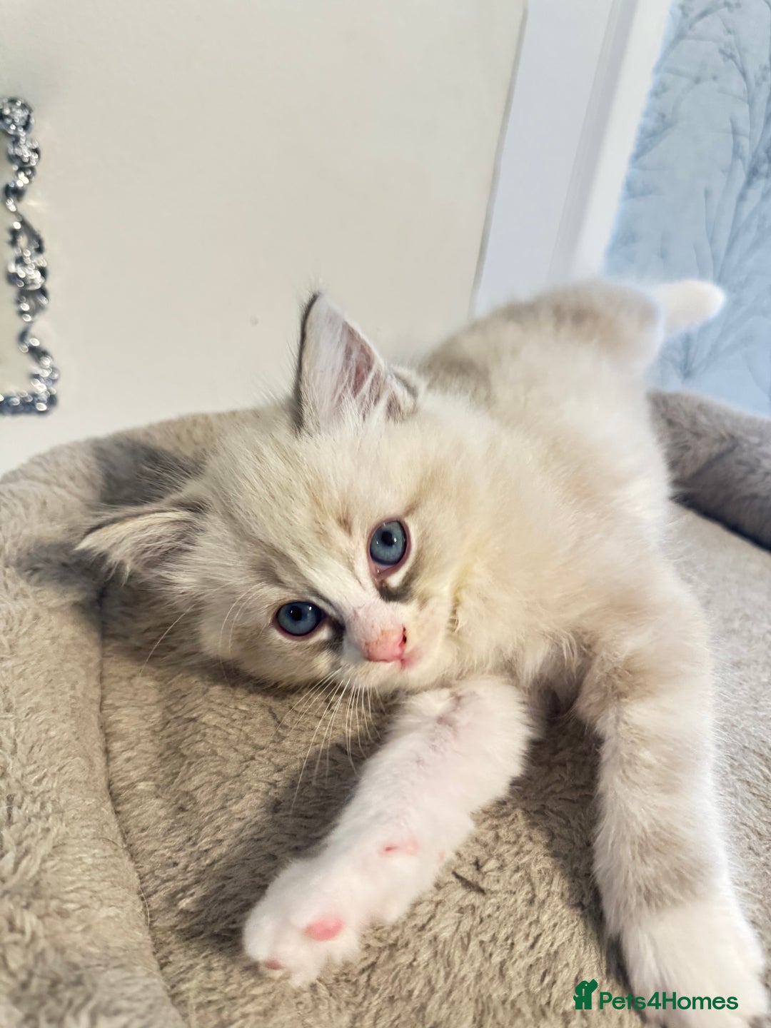 Ragdoll cats for sale: Beautiful Ragdoll Kittens - Advert 7