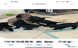 Cockapoo dogs for sale: 🐾STUNNING COCKERPOO F1 health tested parents 🐾 - Image 6