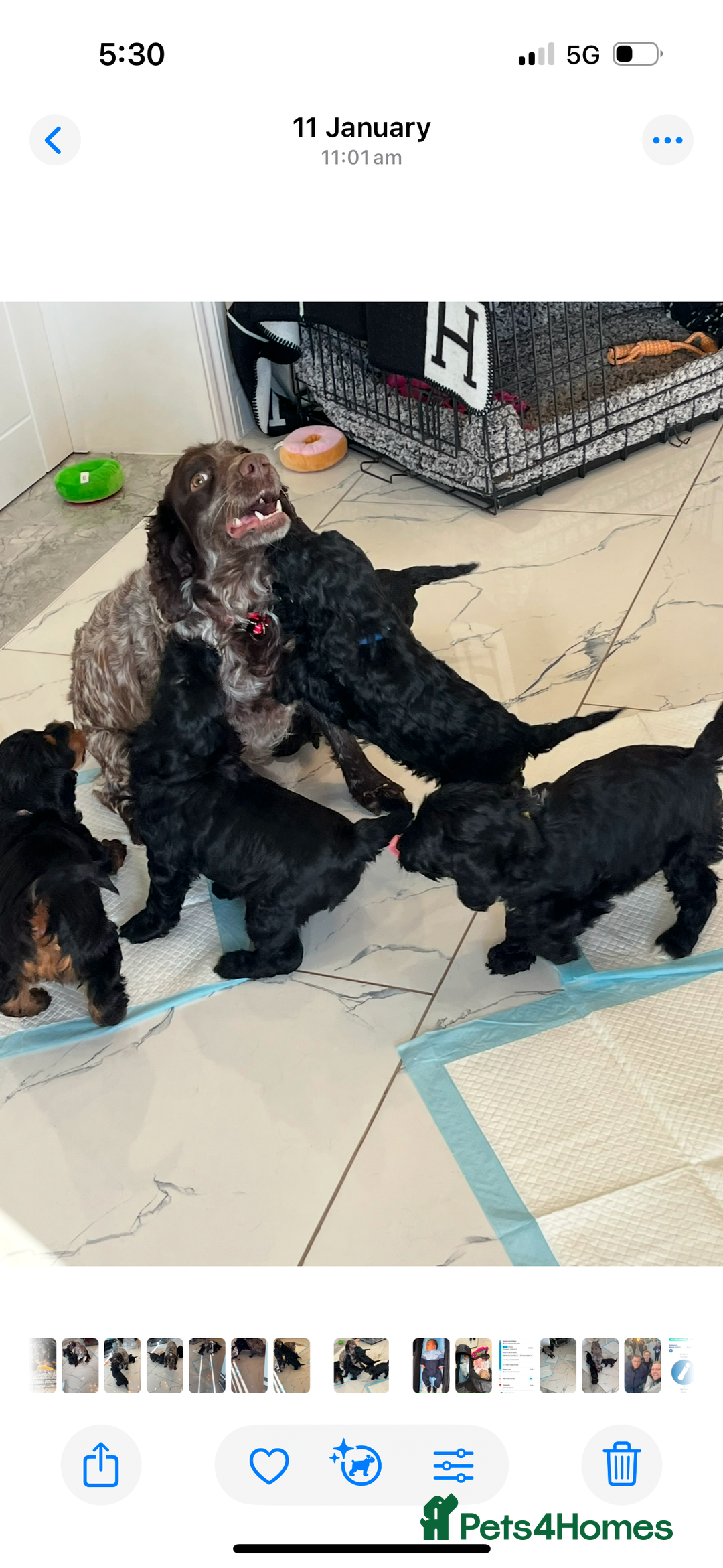 Cockapoo dogs for sale: 🐾STUNNING COCKERPOO F1 health tested parents 🐾 - Image 6