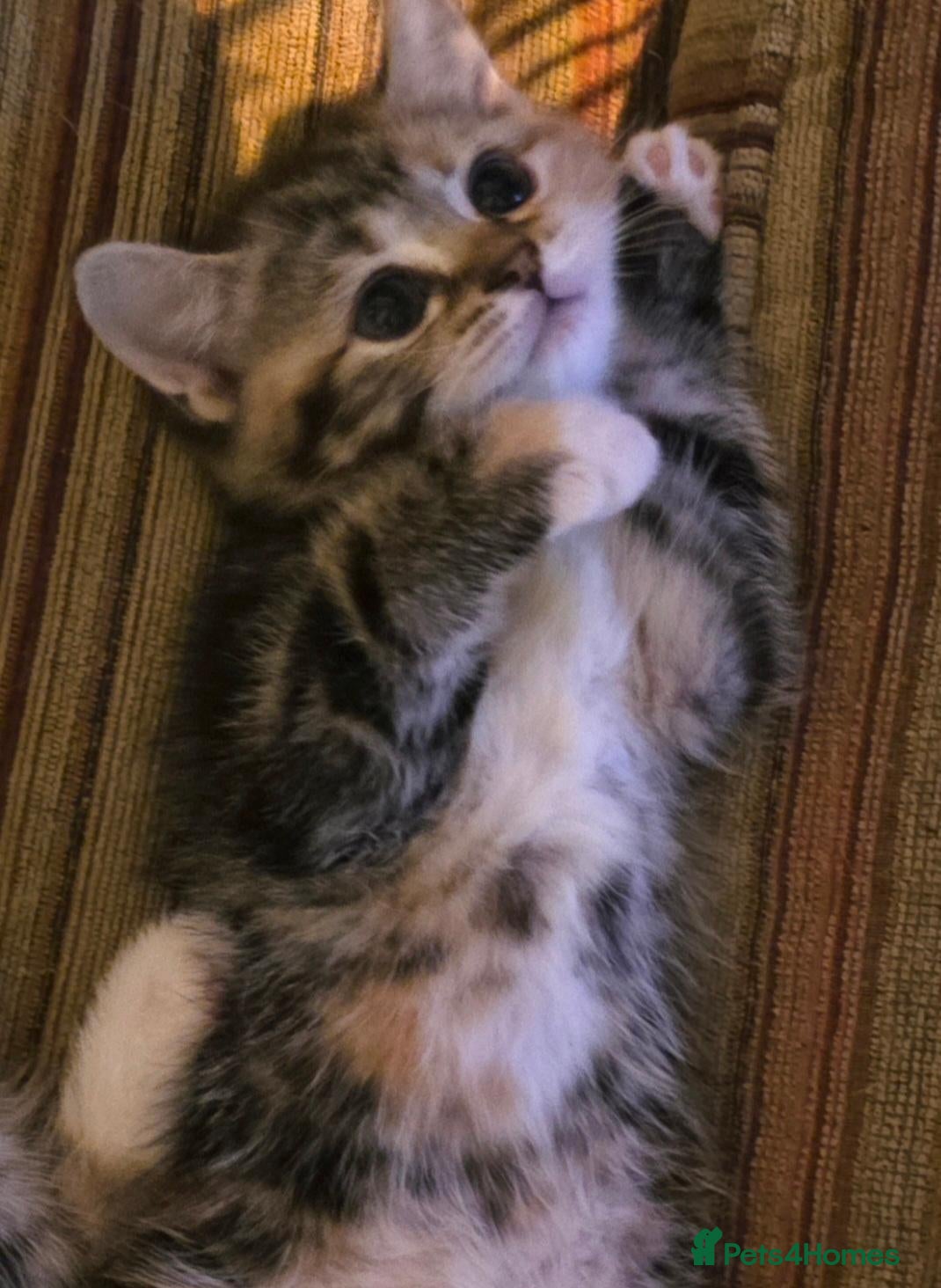 British Shorthair cats  BEAUTIFUL BRITISH SHORT HAIR KITTENS FOR SALE - Advert 2