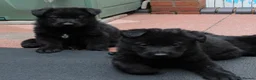 German Shepherd dogs for sale: GERMAN SHEPHERD PUPPIES 🐶  - Advert 10