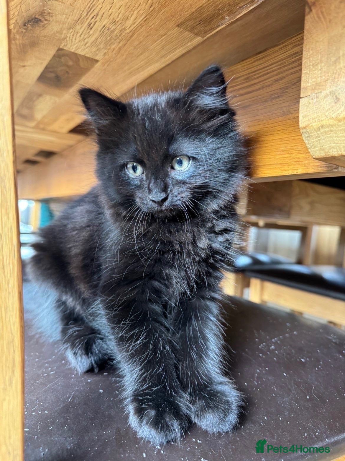 Mixed Breed cats 3 beautiful baby boy kittens for sale  - Advert 10