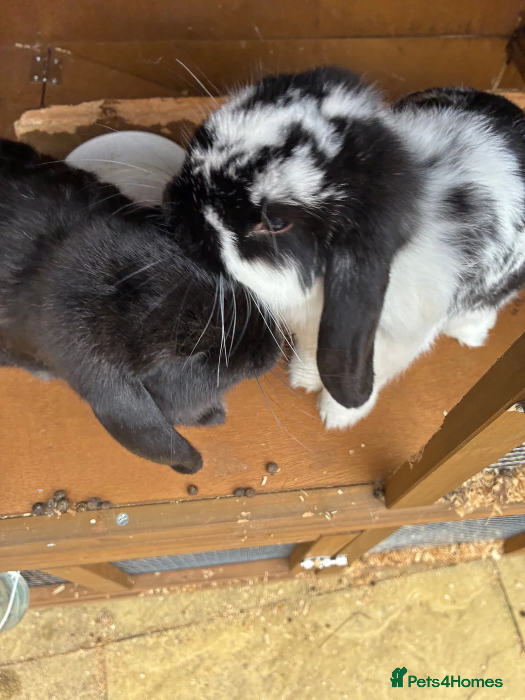 French Lop rabbits for sale: 4 beautiful rabbits for sale  - Advert 2