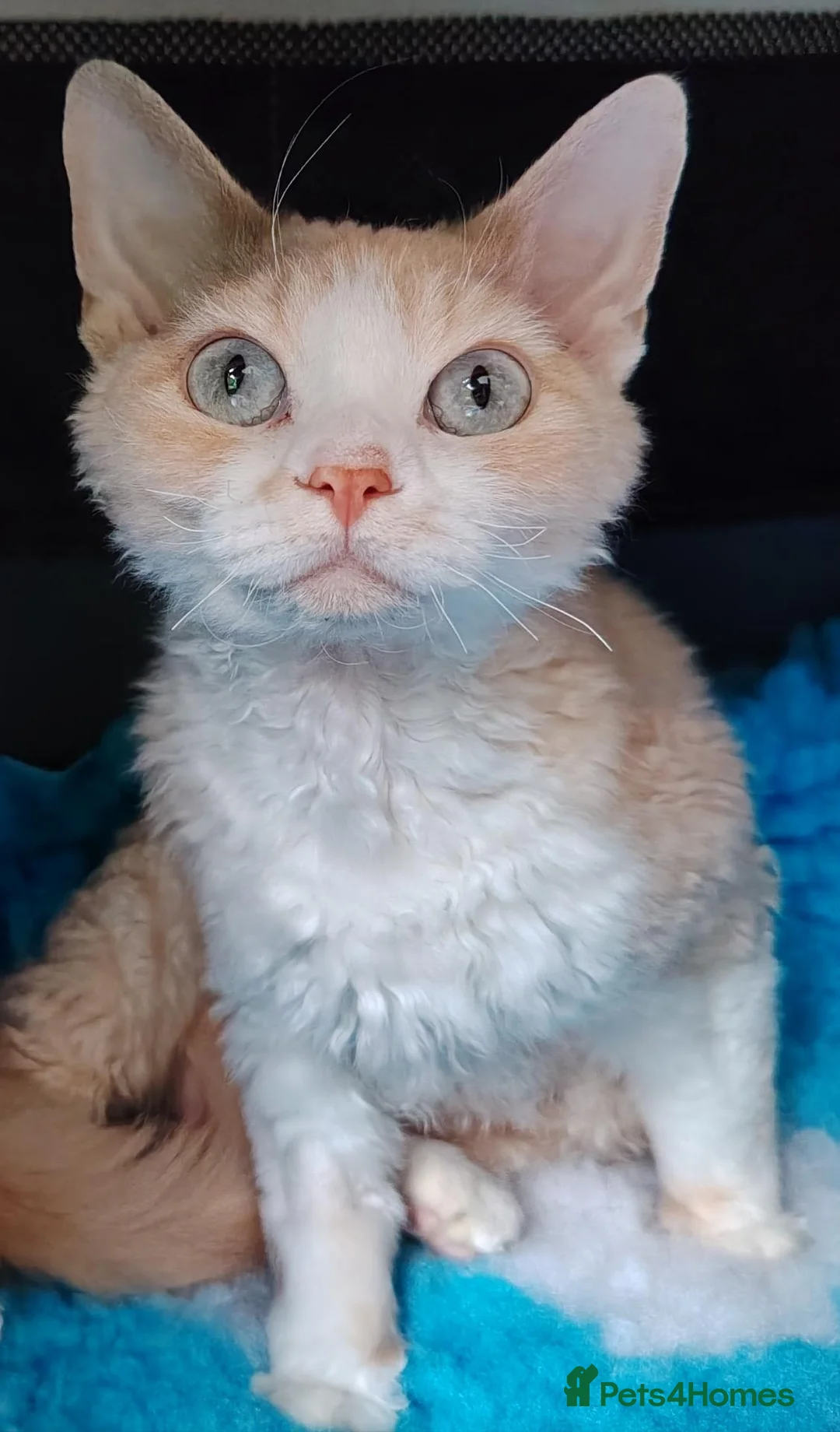 Devon Rex cats for sale: Beautiful Devon Rex Kitten - Advert 15