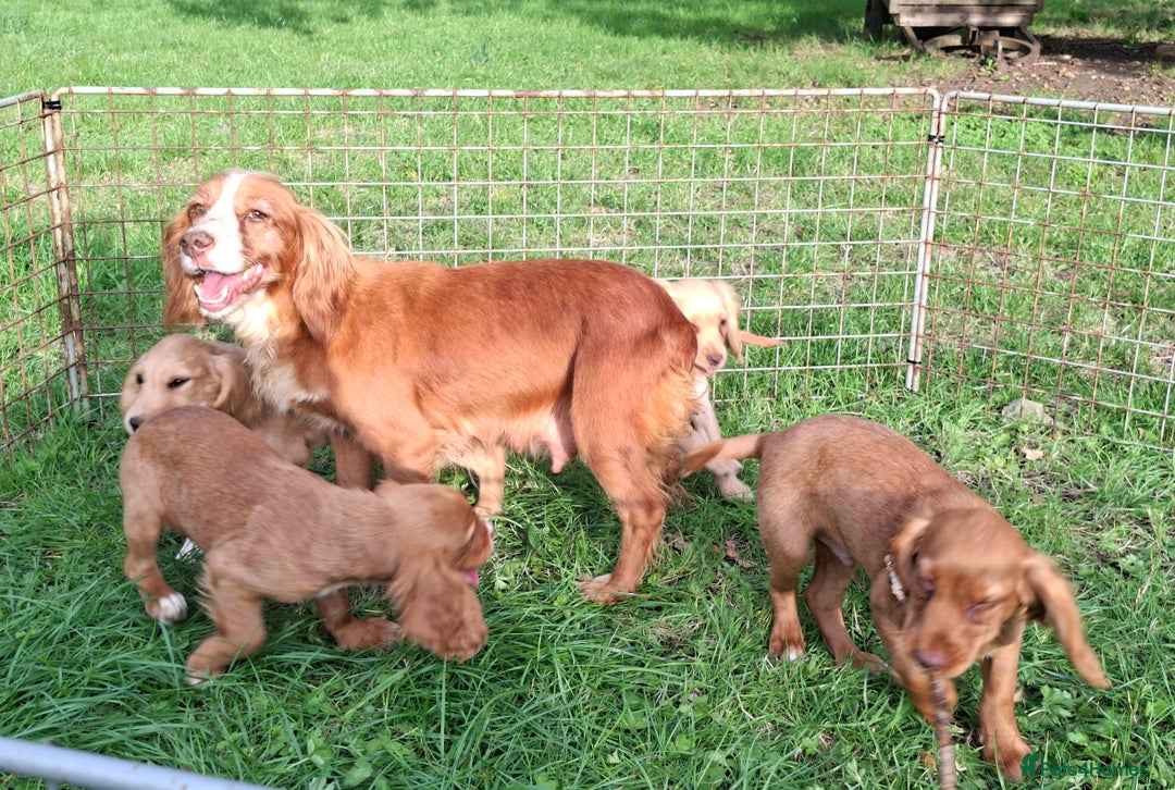 Cocker Spaniel dogs for sale: Working type cocker spaniel boys - Image 17
