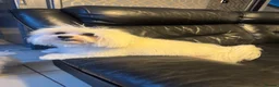 Maltese dogs for stud: ✨ 🐾Gorgeous stud dog available ✨🐾 - Advert 8