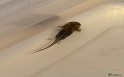 Axolotl reptiles for sale: Axolotl - Image 14