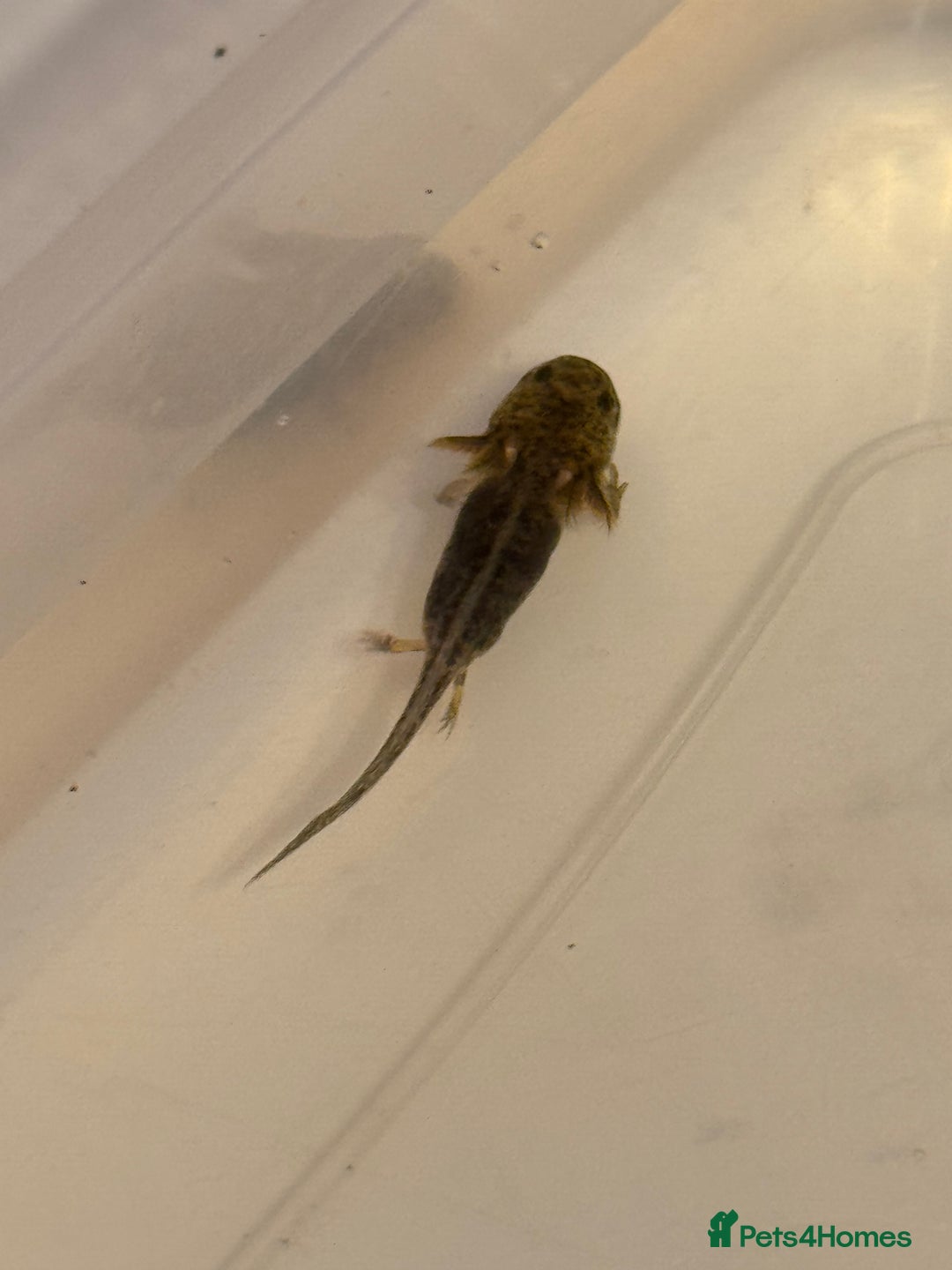 Axolotl reptiles for sale: Axolotl - Image 14