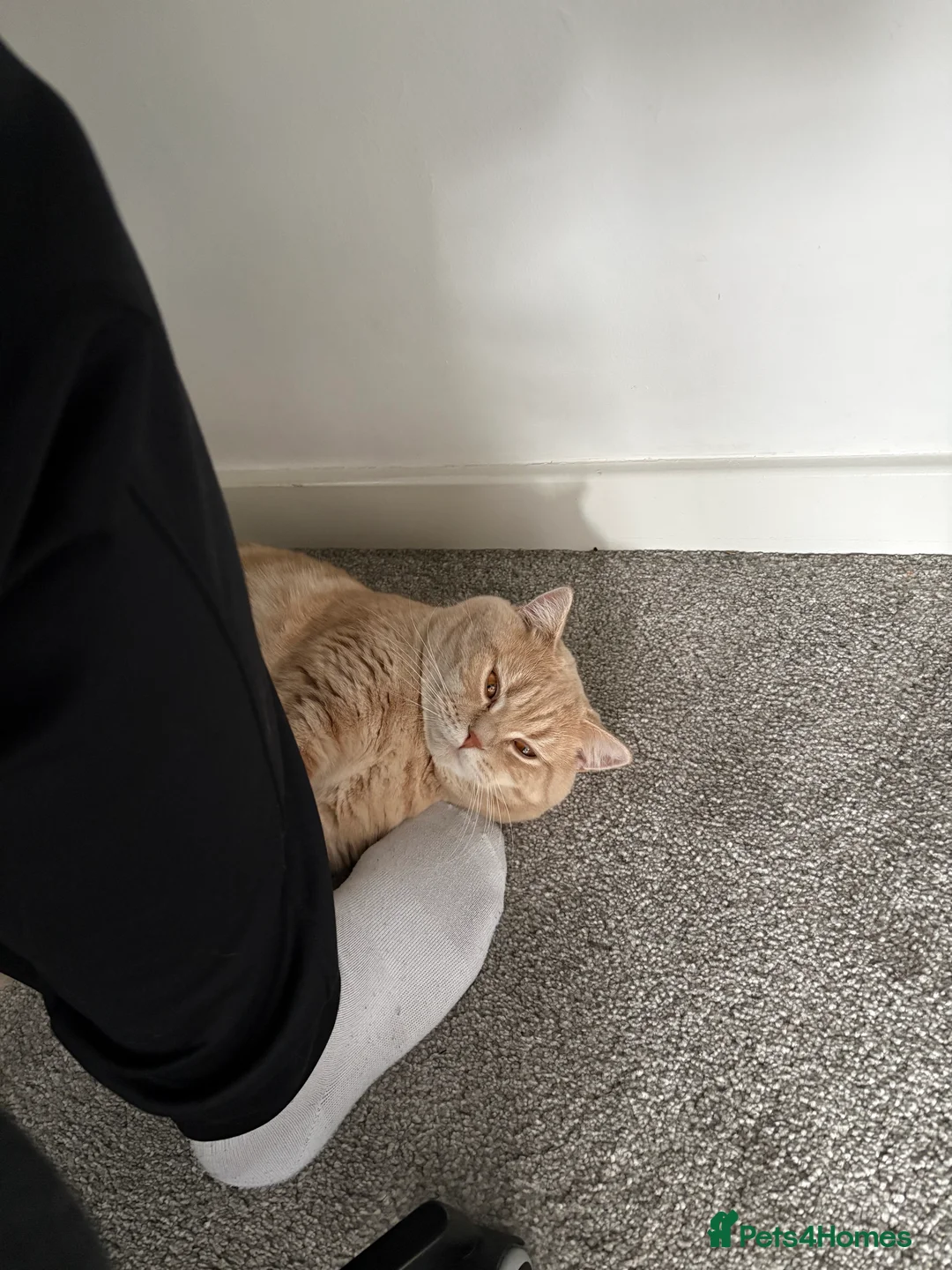 British Shorthair cats for sale: British shorthairs 1 years old brother and sister  - Advert 12