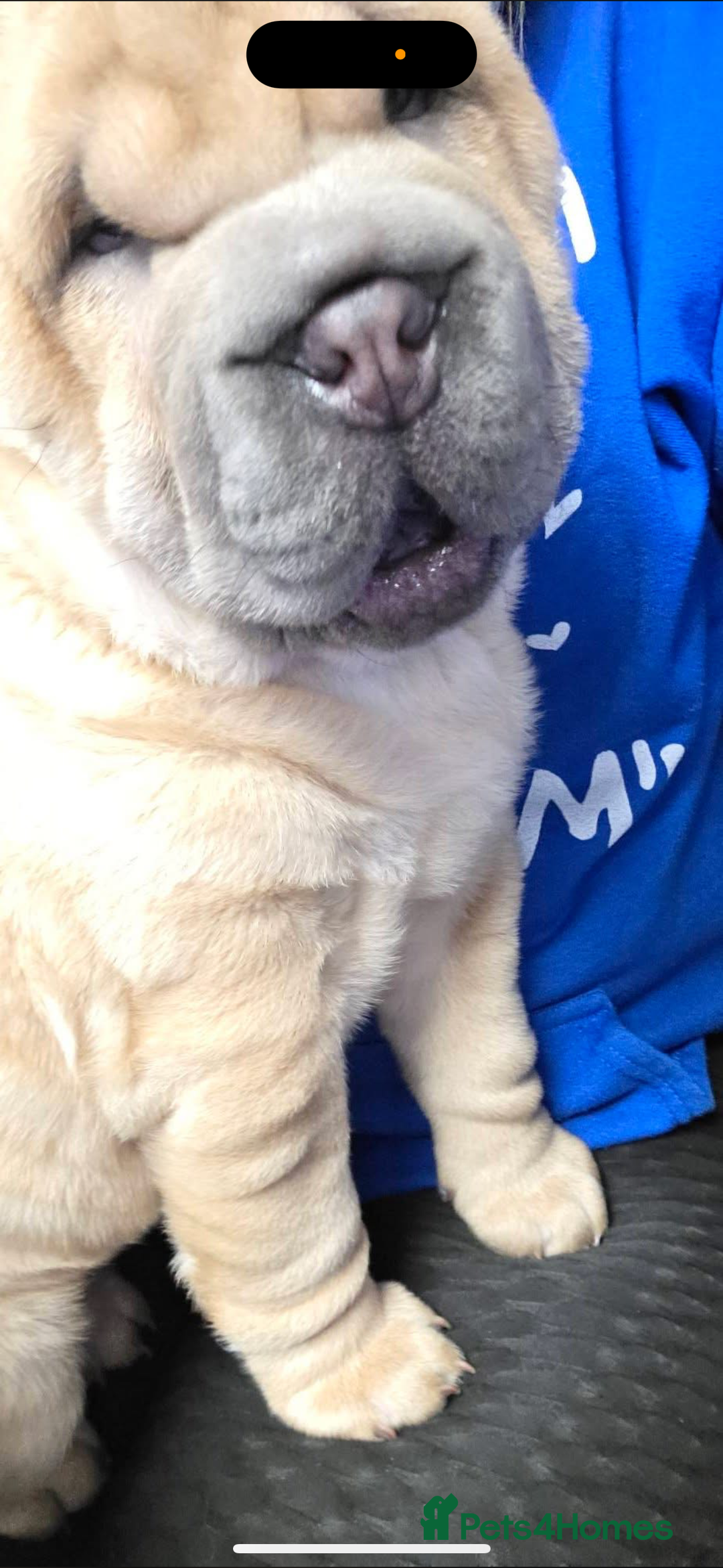 Shar Pei dogs for sale: Shar pei chunky boy  - Advert 1