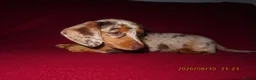 Miniature Dachshund dogs for sale: Miniature daschund puppies in Bedford - Advert 2