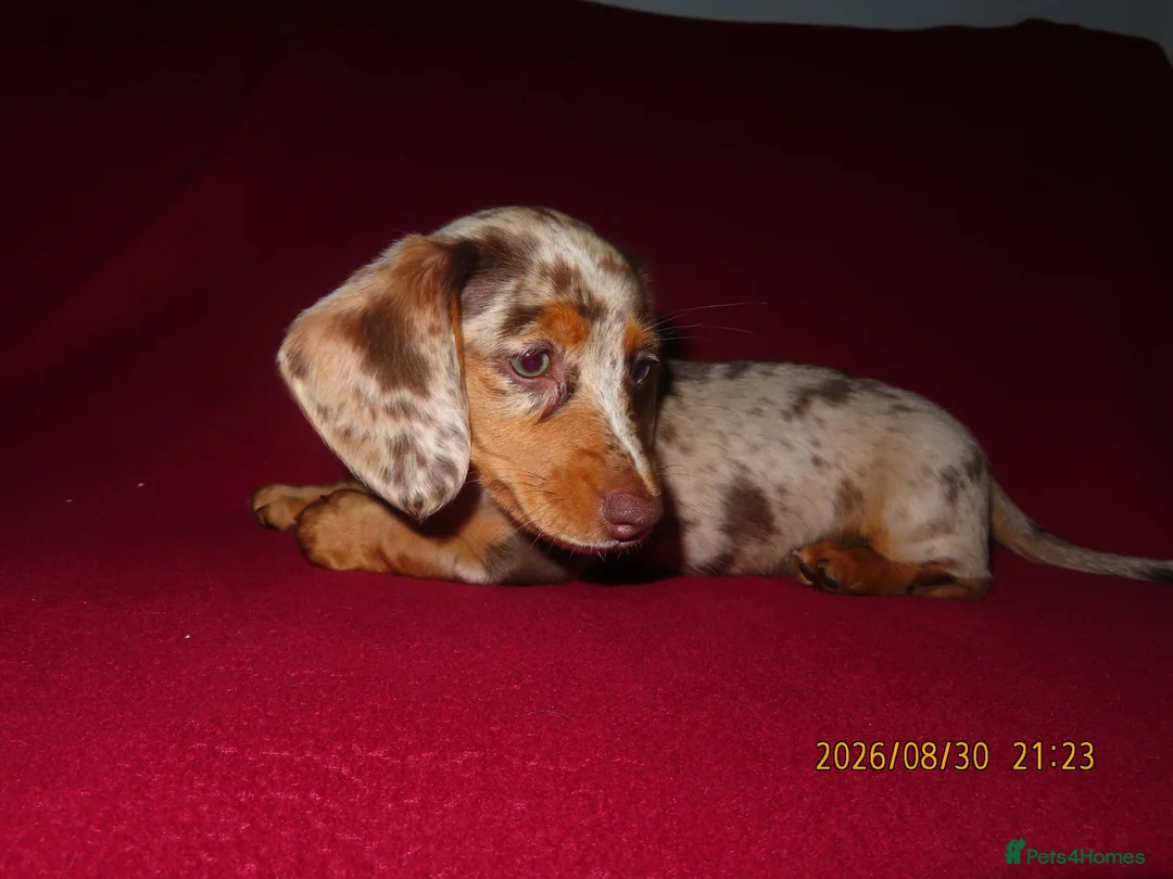 Miniature Dachshund dogs for sale: Miniature daschund puppies in Bedford - Advert 2