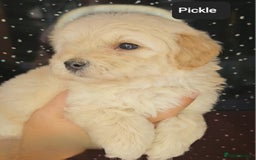 Maltipoo dogs for sale: Quality Champion Apricot Teddy toy Maltipoo's 🧸 - Image 27