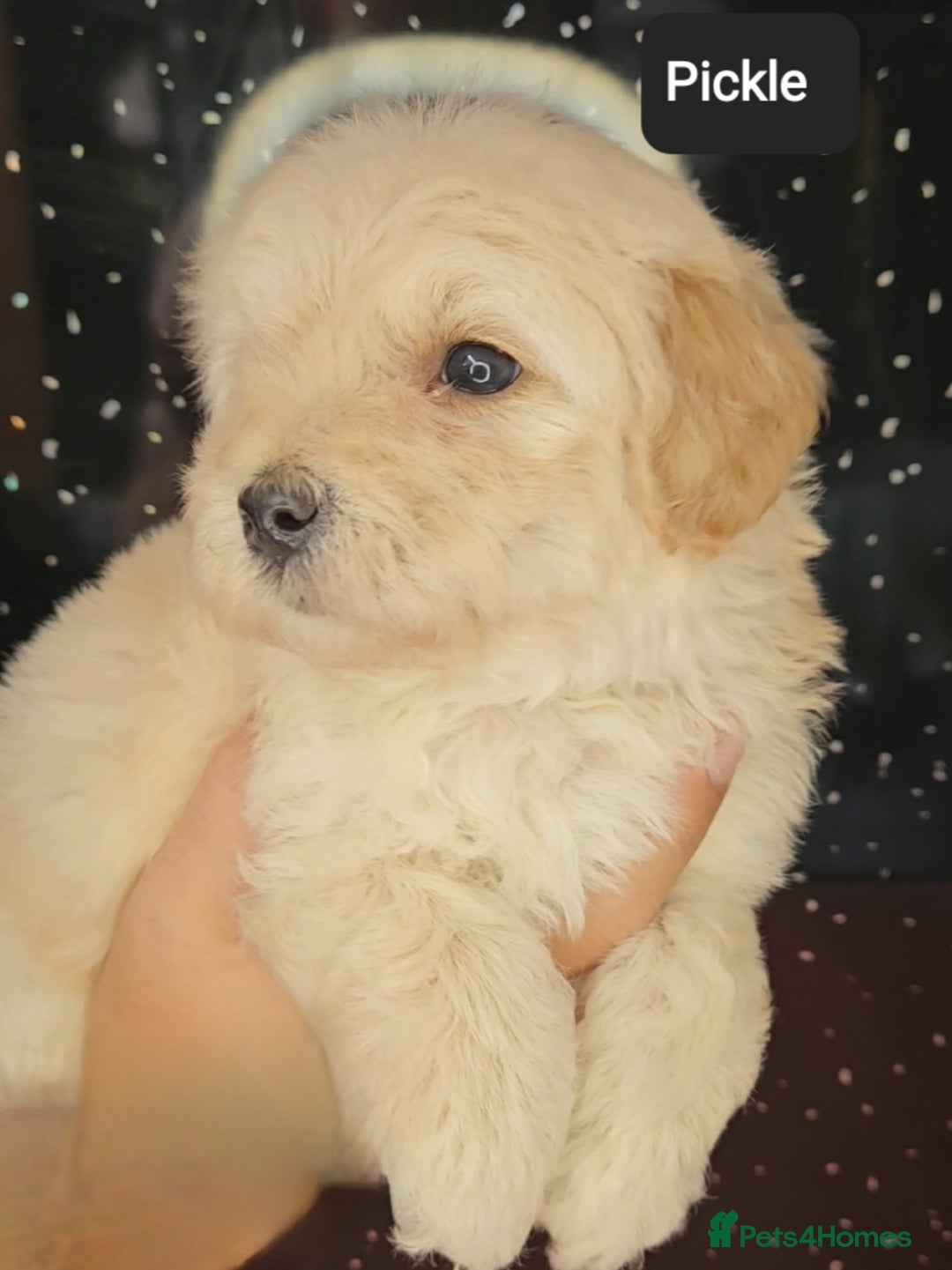 Maltipoo dogs for sale: Quality Champion Apricot Teddy toy Maltipoo's 🧸 - Image 27