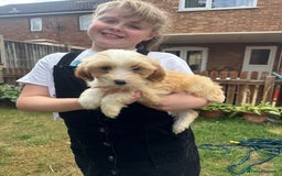 Tibetan Terrier dogs for sale: Tibetan terrier puppy. - Image 1