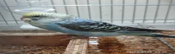 Budgerigars birds for sale: Budgies in London  - Advert 3
