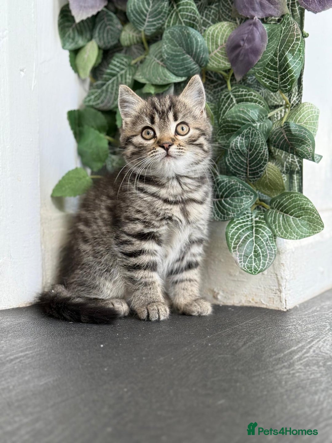 Persian cats for sale: 3 Stunning Female Kittens for Sale  - Image 18