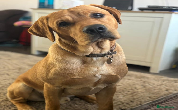 Labrador Retriever dogs - Advert 1