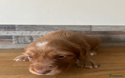 Cocker Spaniel dogs for sale: Baby Cocker Spaniels working type - Image 15
