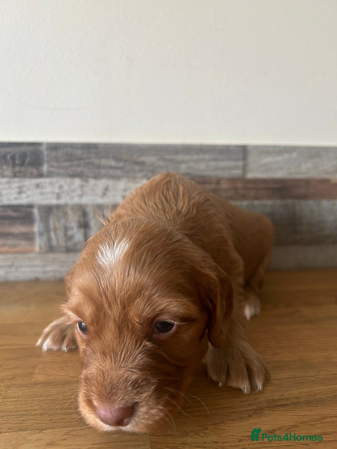 Cocker Spaniel dogs for sale: Baby Cocker Spaniels working type - Image 15