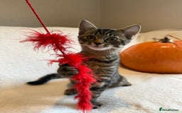 Mixed Breed cats for sale: Siberian x British Shorthair Kittens 💞 - Image 27