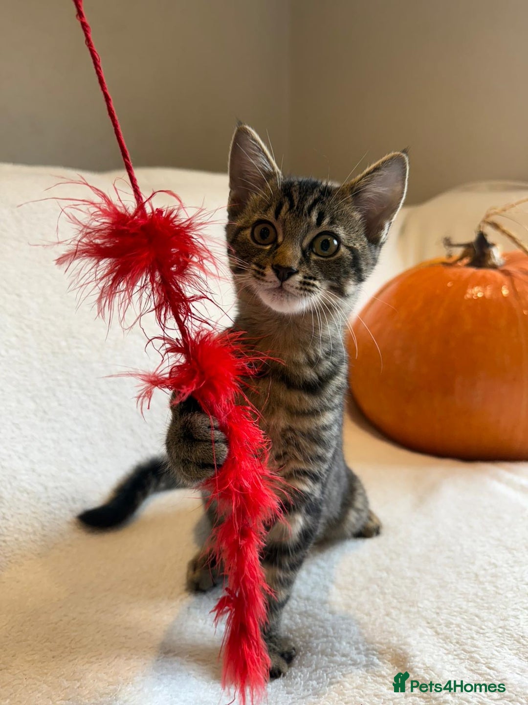 Mixed Breed cats for sale: Siberian x British Shorthair Kittens 💞 - Image 27