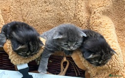 Maine Coon cats for sale: Maincoon cross kittens  - Image 6
