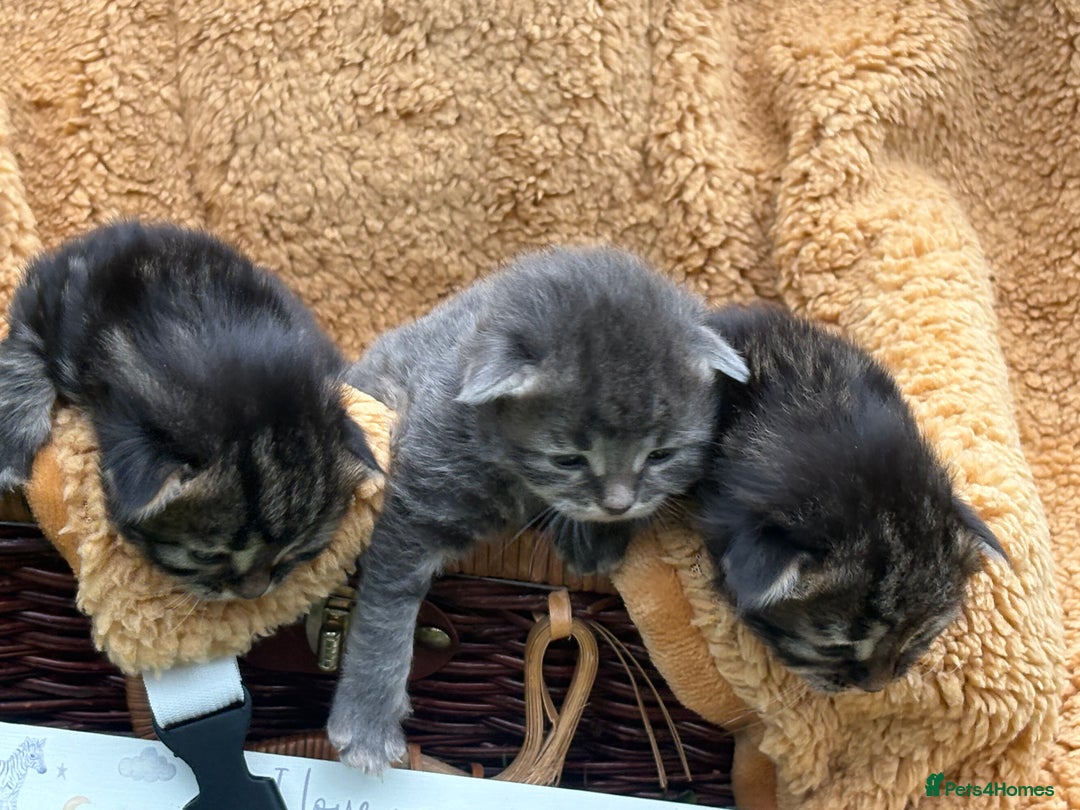 Maine Coon cats for sale: Maincoon cross kittens  - Image 6