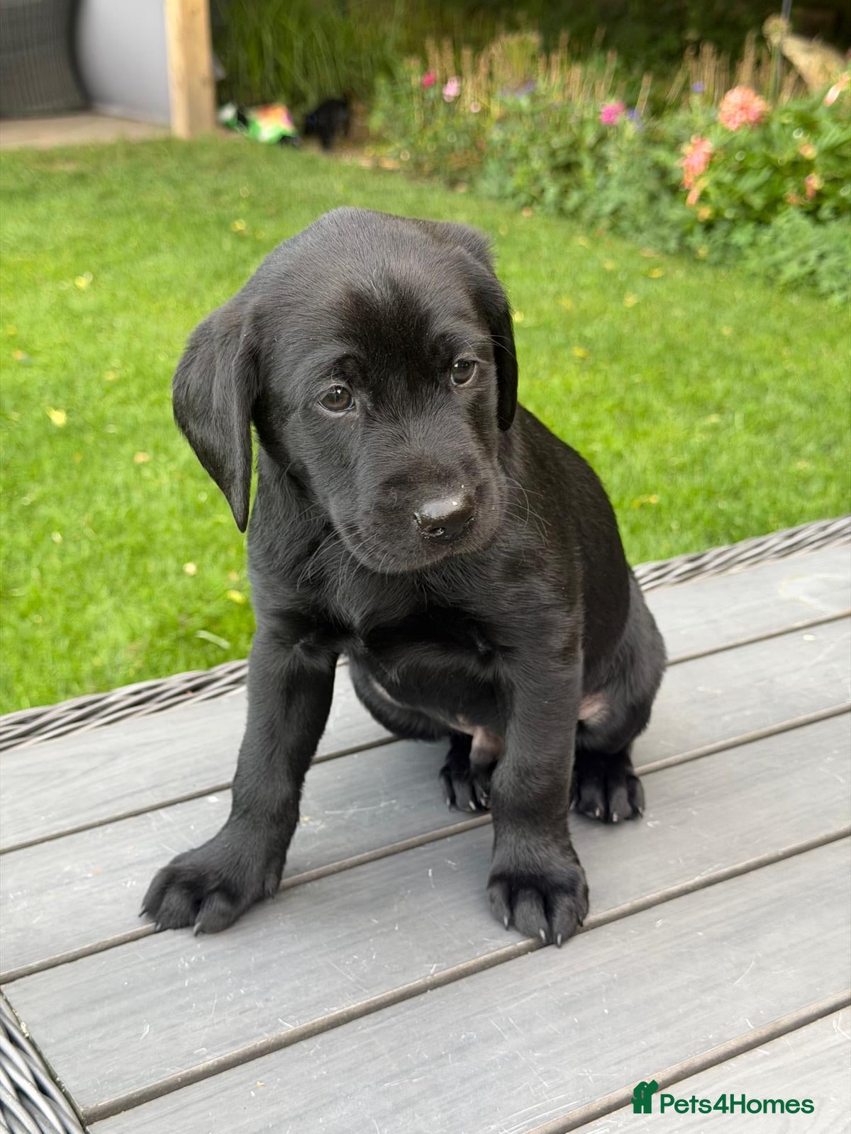 Labrador Retriever dogs for sale: KC Reg Black Labrador Pups, FT Ch Bred - Advert 5