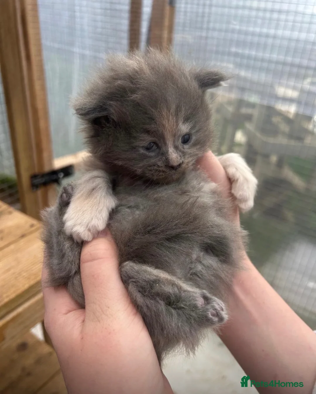 Maine Coon cats for sale: Beautiful Maine coon dora  - Advert 4