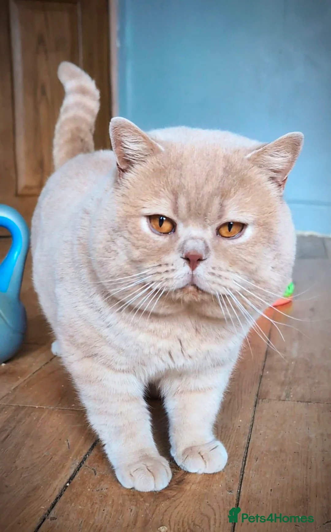 British Shorthair cats for stud: 💦PROVEN‼️GCCF & TICA reg‼️🐾CREAM 🩸Blood B - Advert 2