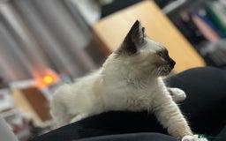 Ragdoll cats for sale: Ragdoll kittens - Image 25