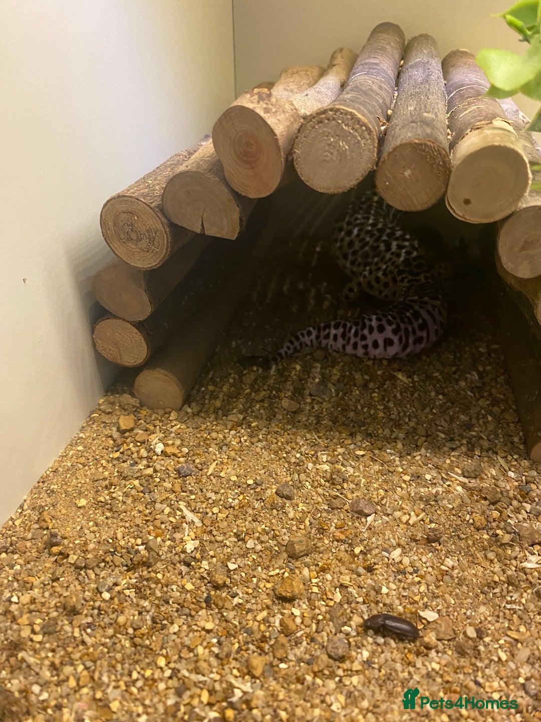 Leopard Gecko reptiles for sale: leopard gecko with enclosure  - Advert 9