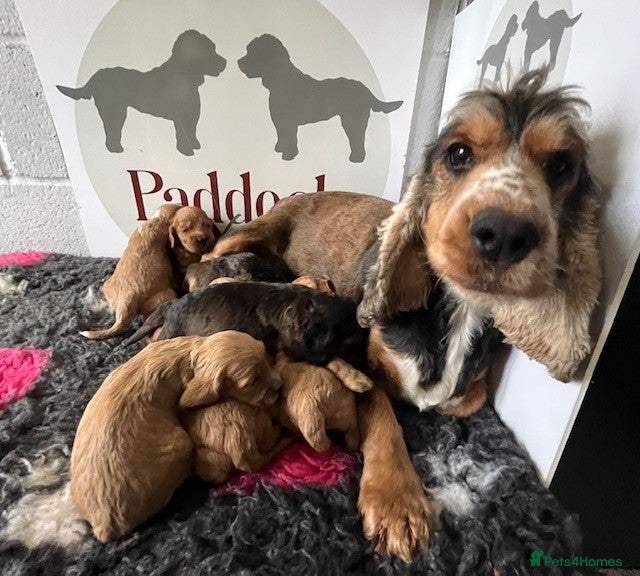 Cockapoo dogs for sale: 🌟 Last 2 Beautiful cockapoo boys 🌟 - Advert 5