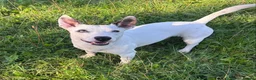 Mixed Breed dogs for adoption: Zeus - Small Mixed Breed (10 kgs) for Adoption - Advert 2