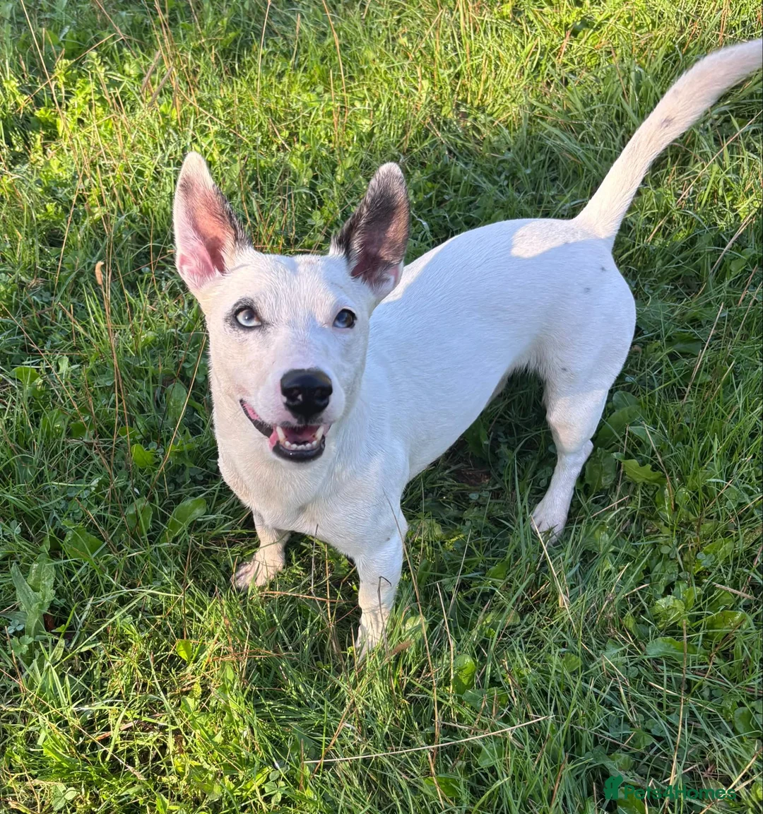 Mixed Breed dogs for adoption: Zeus - Small Mixed Breed (10 kgs) for Adoption - Advert 2
